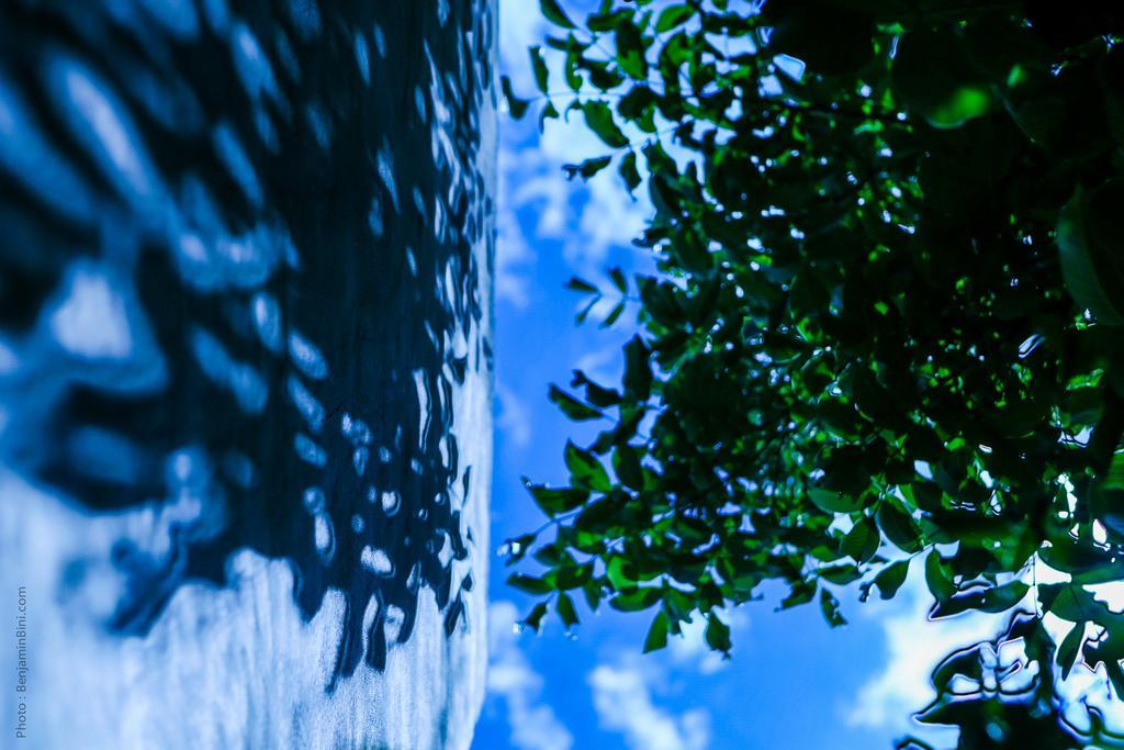 Jardin Des Biehn Riad